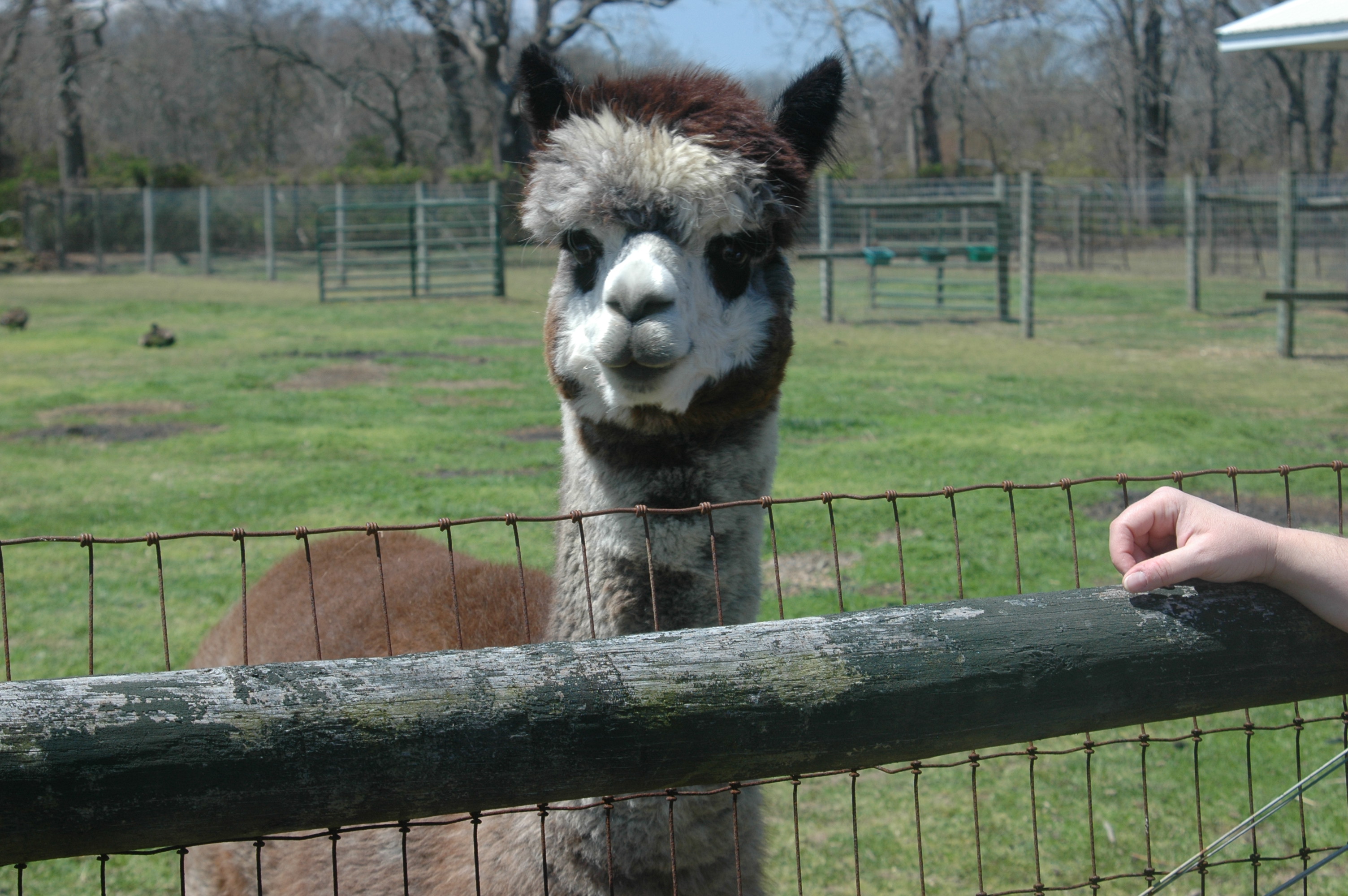 Best Alpaca Shot.JPG